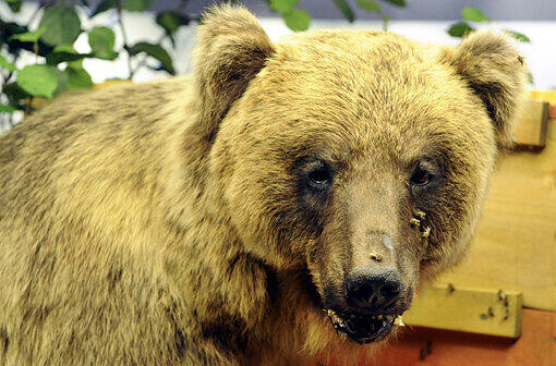 2006 - Bär Bruno: Ganz Bayern &ndash; ach was &ndash; ganz Deutschland fieberte mit, als Bruno vor seinen Häschern flüchtete. Jetzt im Museum. Mediale Lebensdauer:&#160;48 Tage