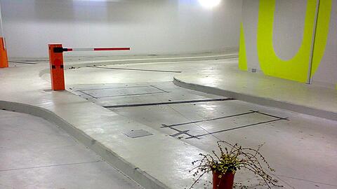 In der Tiefgarage des Truderinger Gymnasiums hat die Topfpflanze ausgediehnt.