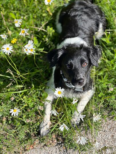 Milka
