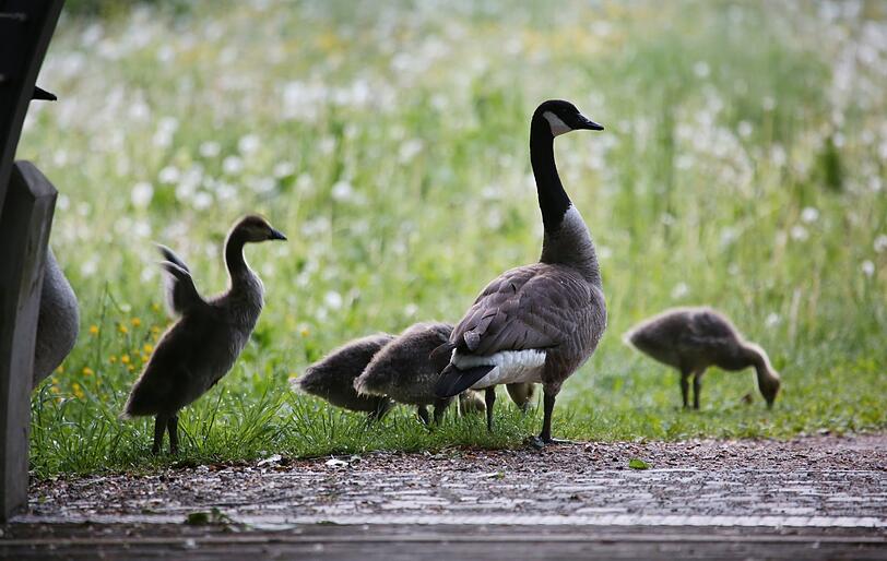 Guten Morgen: Familie Kanadagans beim Frühstück.
