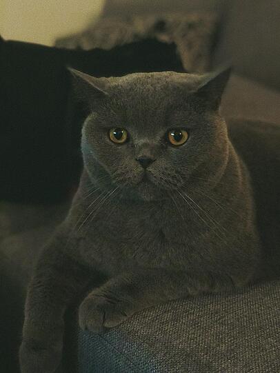 Majestät Chibby