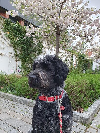Bailey ist toller und kinderfreundlicher Hund. Er hat viel Geduld, hat keine Berührungsängste bei den Kindern und zaubern allen Lächeln ins Gesicht.