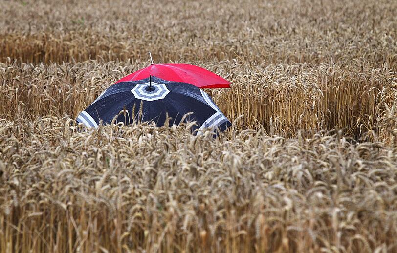 Der Kornkreis in Raisting zieht haufenweise Schaulustige an. Die Bilder.