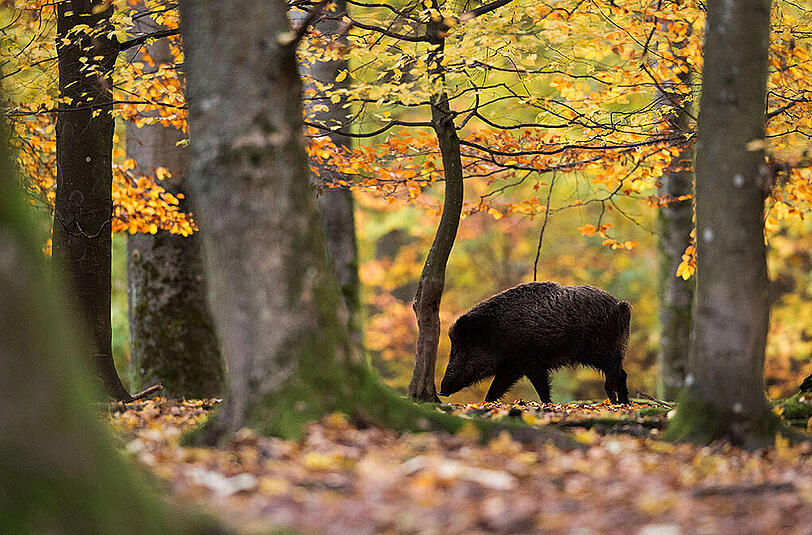 Wegen des Abschusses einer Wildsau vor den Augen einer Schulklasse demonstriert nun die Tierschutzorganisation PETA vor dem Walderlebniszentrum in Grünwald. (Archivbild)
