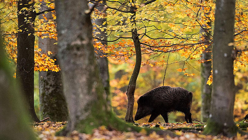 Wegen des Abschusses einer Wildsau vor den Augen einer Schulklasse demonstriert nun die Tierschutzorganisation PETA vor dem Walderlebniszentrum in Grünwald. (Archivbild) Wegen des Abschusses einer Wildsau vor den Augen einer Schulklasse demonstriert nun die Tierschutzorganisation PETA vor dem Walderlebniszentrum in Grünwald. (Archivbild)