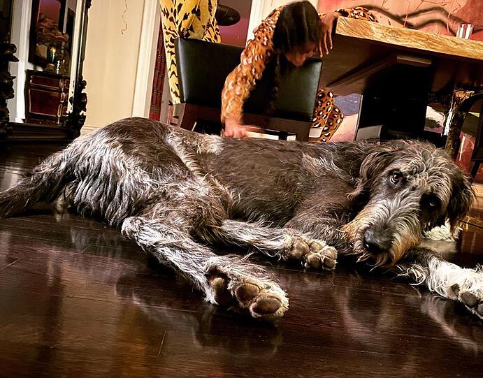Heidi Klums irischer Wolfshund ist ein geeigneter Familienhund. Die Rasse gilt als besonders sanft.