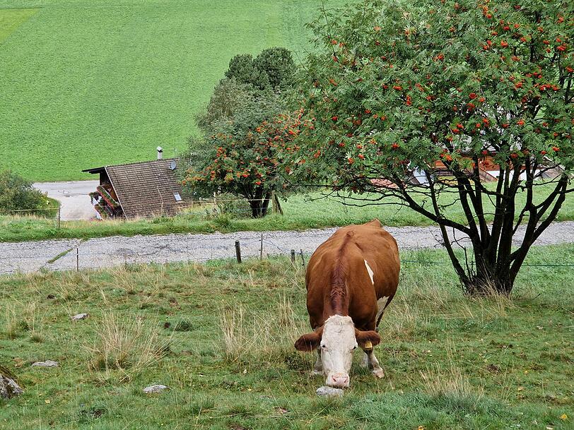 Am Gsieser Ochsenweg.