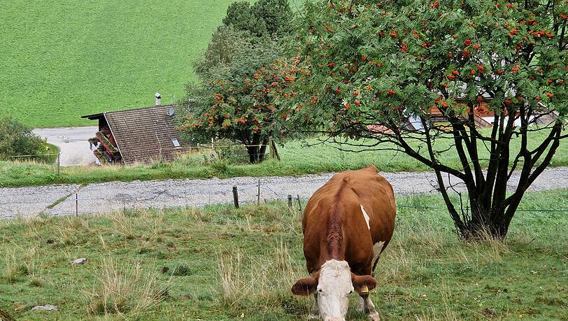 Am Gsieser Ochsenweg. Am Gsieser Ochsenweg.