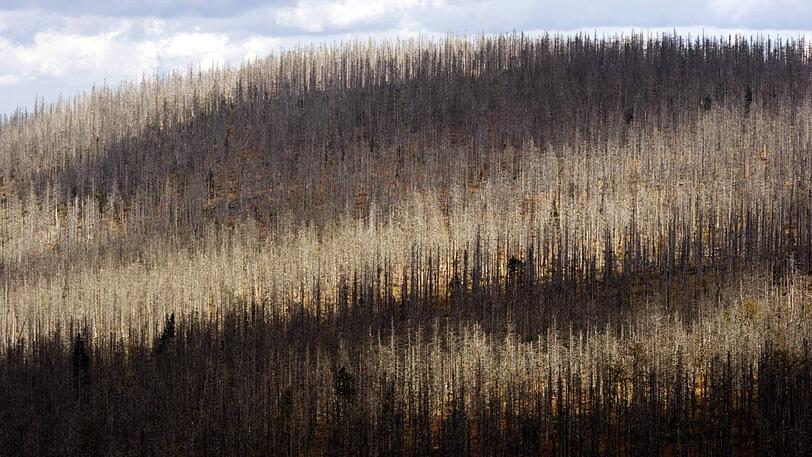 Baumkronen abgestorbener Fichten im Bayerischen Wald. Nicht nur im Osten des Freistaats leiden die Bäume.