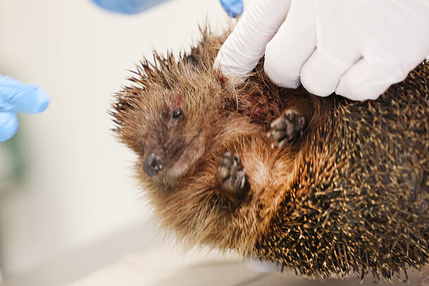 Noch ein Notfall: Dieser Igel ist von einem Jack Russell angefallen worden. Noch ein Notfall: Dieser Igel ist von einem Jack Russell angefallen worden.