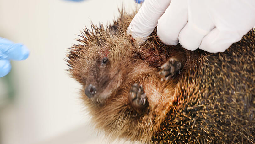 Noch ein Notfall: Dieser Igel ist von einem Jack Russell angefallen worden. Noch ein Notfall: Dieser Igel ist von einem Jack Russell angefallen worden.