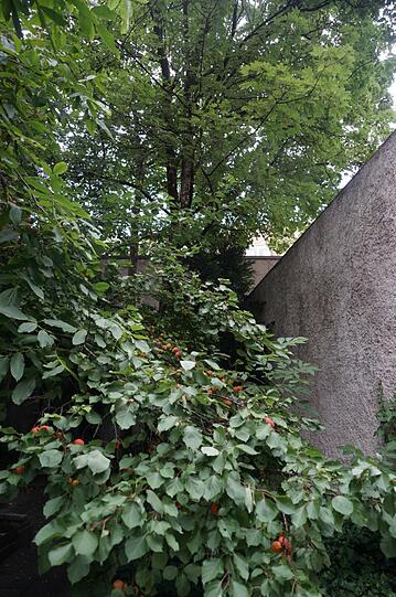 Viele alte Bäume, Platz für Vögel und Insekten: Das alles soll einem Neubau weichen &ndash; mitten im Hof.