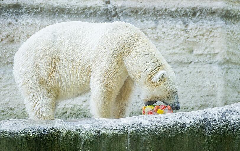 Einsamer Papa: Eisbär Yoghi hat momentan niemanden zum Spielen.