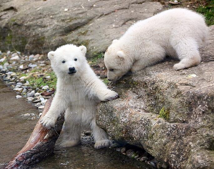 Die Eisbärenbabys begeistern die Besucher vom Tierpark Hellabrunn.