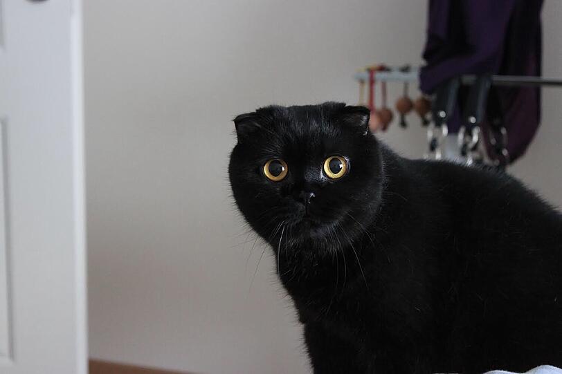 Schunja