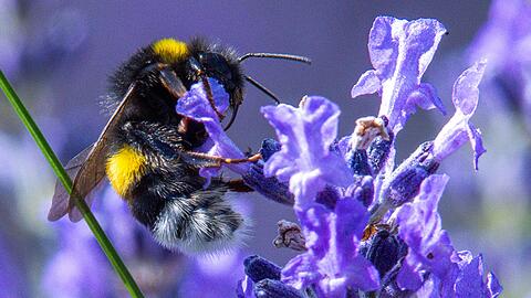 Wer eine Hummel entdeckte, sollte sie fotografieren und das Bild in einer App oder auf der Webseite hochladen. (Symbolbild)
