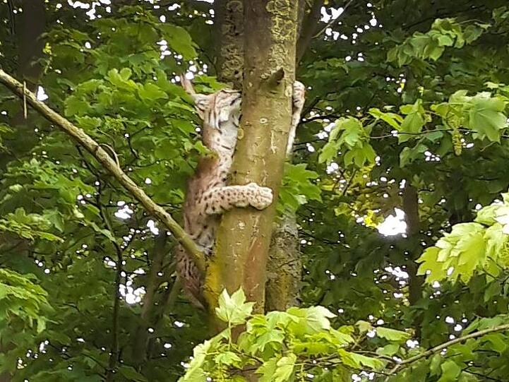 Ein Luchs krallt sich an einem Baum fest. Foto: Max Schulte Limbeck/Archivbild