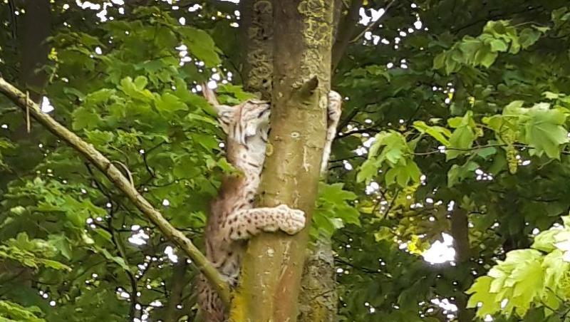 Ein Luchs krallt sich an einem Baum fest. Foto: Max Schulte Limbeck/Archivbild Ein Luchs krallt sich an einem Baum fest. Foto: Max Schulte Limbeck/Archivbild