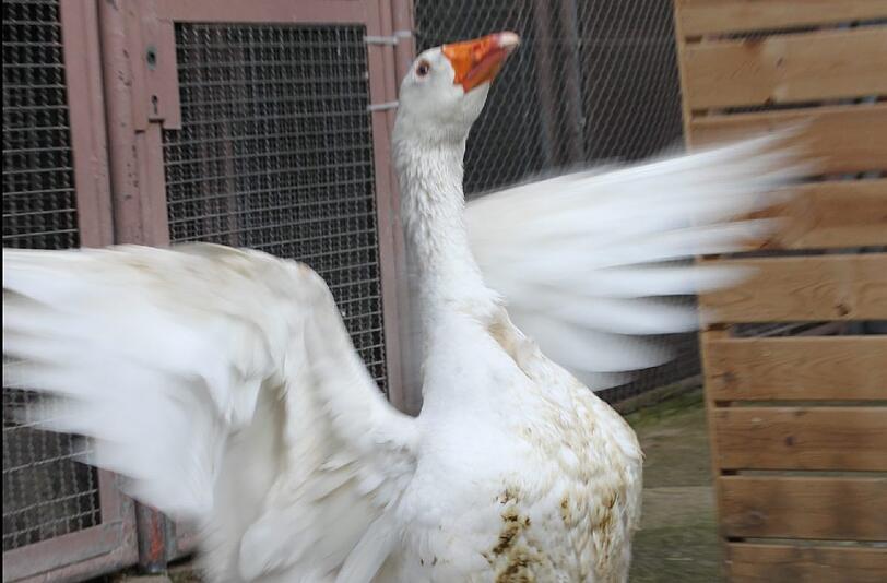 Gans "Troja" kommt zu Buddhisten nach Holland.