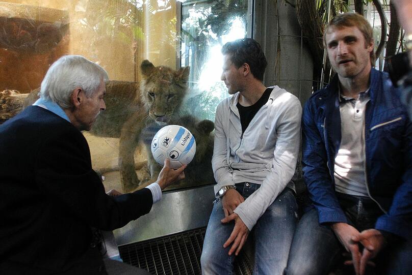 Zwei einjährige Löwenjungs wohnen seit einigen Tagen im Tierpark Hellabrunn. Und der TSV 1860 hat für sie eine Patenschaft übernommen. Klicken Sie durch die besten Aufnahmen von den verspielten Tieren!