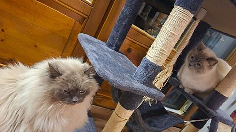 Die Birma-Kater Hubert  und Staller (r) sind inzwischen wieder im Allg&auml;u vereint.