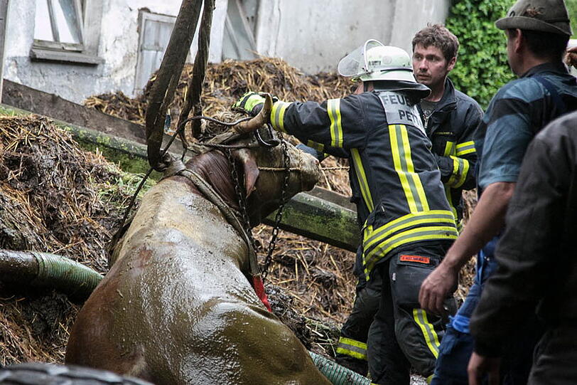 Eine Kuh in Petting musste von der Feuerwehr aus der Güllegrube gehievt werden. Die Bilder.