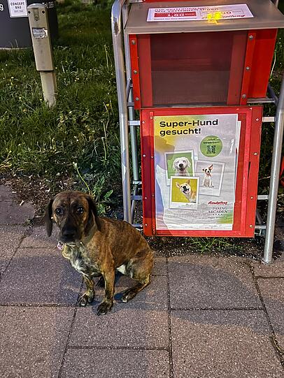 Lucy: Super schlau, super stur, super lustig und super toll.
