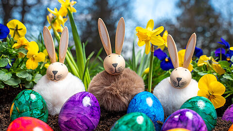 Wussten Sie, dass der Osterhase nicht &uuml;berall die Eier bringt? Oder das es H&uuml;hner gibt, die bunte Eier legen?