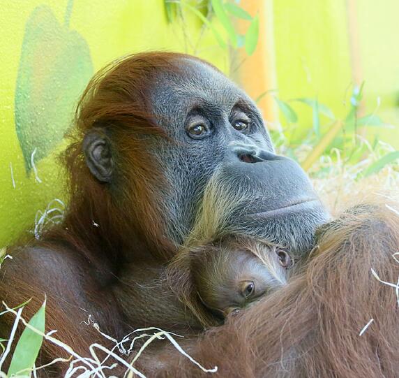 Das Orang-Utan-Baby von Hellabrunn. Die Bilder.