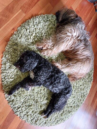 Tibet Terrier Mecki (oben) und Penny (unten)