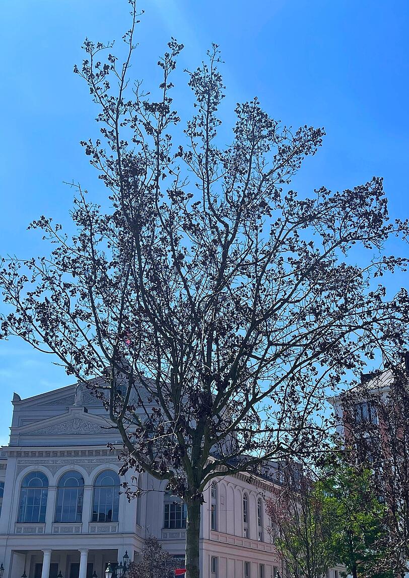 Ein durch Hitze verdorrter junger Baum am Gärtnerplatz.