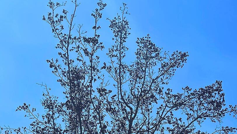 Ein durch Hitze verdorrter junger Baum am Gärtnerplatz.