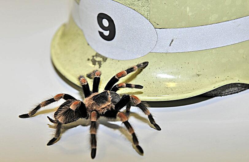 Josephsburgstraße: 
Eine ungewöhnliche Entdeckung macht ein Hausmeister am Abend auf dem Dachboden eines Wohnhauses. In seinem Abteil begegnet ihm ein große behaarte Spinne. Er stülpt einen Blumentopf darüber und ruft die Feuerwehr. Ein sachkundiger Kollege kann das Tier als Mexikanische Rotknie Vogelspinne identifizieren. Er nimmt es in seine Obhut. Woher das Tier kam kann nicht geklärt werden.