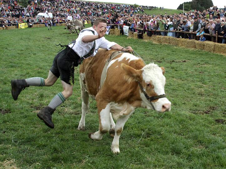 1996 war das Münsinger Ochsenrennen eine beschauliche Gaudi für die Landwirte aus der Gegend. Jetzt sind rund 10.000 Besucher gekommen. Wie Olympia und die Fußball-WM findet auch dieses sportliche Großereignis nur alle vier Jahre statt. Wir waren dabei. Die Bilder von der Gaudi