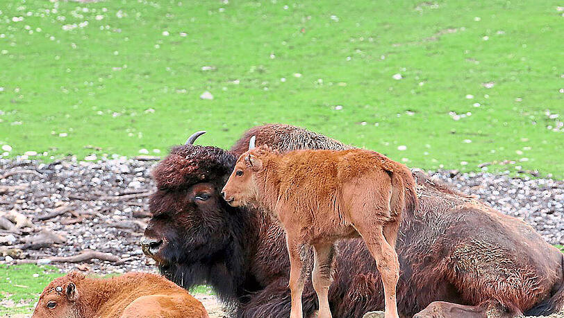 Peterle und Päuschen sind die neuen Besucher-Lieblinge im Tierpark Hellabrunn. Peterle und Päuschen sind die neuen Besucher-Lieblinge im Tierpark Hellabrunn.