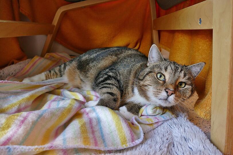 Miska (12) ist eine sehr eigenwillige Katze. Der Stubentiger ist zutraulich, zeigt aber auch Temperament. Wenn der Dame etwas nicht passt, beißt sie auch mal zu. Miska leidet unter starker Arthrose, weshalb sie regelmäßig Schmerzmittel sowie spezielles Futter benötigt.