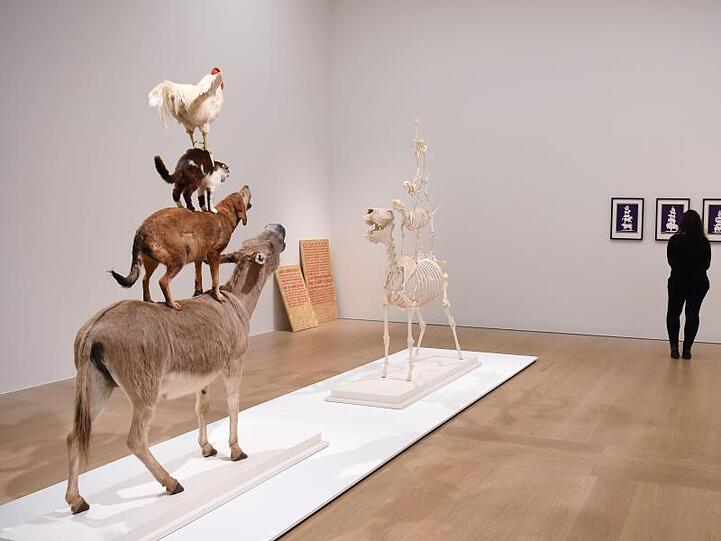 Eine Mitarbeiterin des Museums schaut sich in der Ausstellung "Tierischer Aufstand" Siebdrucke von Mark Dion an.