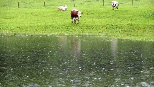 Weide am neuen See: Viele Wiesen, wie hier im Berchtesgadener Land, sind mittlerweile längst überflutet. Weide am neuen See: Viele Wiesen, wie hier im Berchtesgadener Land, sind mittlerweile längst überflutet.