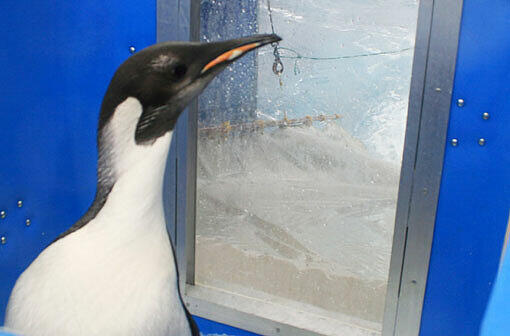 Am Sonntag wurde Pinguin "Happy Feet" von Forschern im Meer ausgesetzt. Nun soll er in seine Heimat, die Antarktis, zurückschwimmen. In der Nähe der Insel Campbell wurde das Tier sanft ins Wasser geschubst - es hatte sich selbst zunächst nicht getraut.