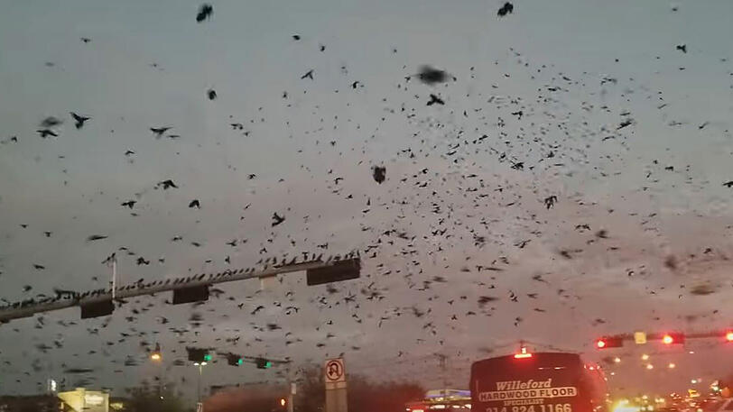Abertausende Vögel lassen sich über der Kleinstadt nieder. Das hätte Alfred Hitchcock nicht besser hinbekommen.