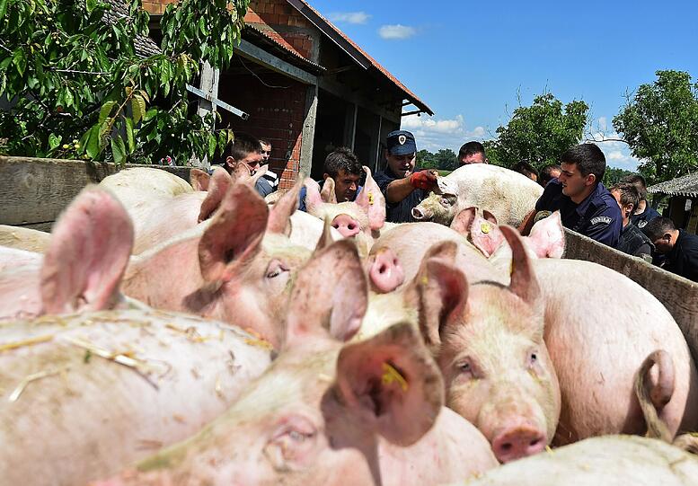 Rettung vor der Flut: Ein Bauer evakuiert seine Schweine in einem Dorf 110 Kilometer westlich bon Belgrad.