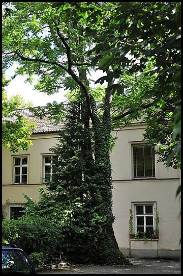 Dieser 70 bis 100 Jahre alte Götterbaum wird gefällt.