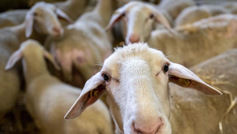 Bayerns Schafhalter sind durch die aktuelle Dürre unter Druck. (Symbolbild) Bayerns Schafhalter sind durch die aktuelle Dürre unter Druck. (Symbolbild)