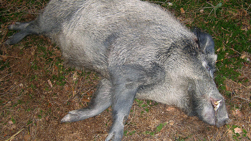 Keine guten Zeiten für Wildschweine - noch nie wurden so viele Tiere erlegt.