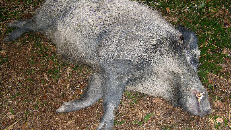 Keine guten Zeiten für Wildschweine - noch nie wurden so viele Tiere erlegt. Keine guten Zeiten für Wildschweine - noch nie wurden so viele Tiere erlegt.