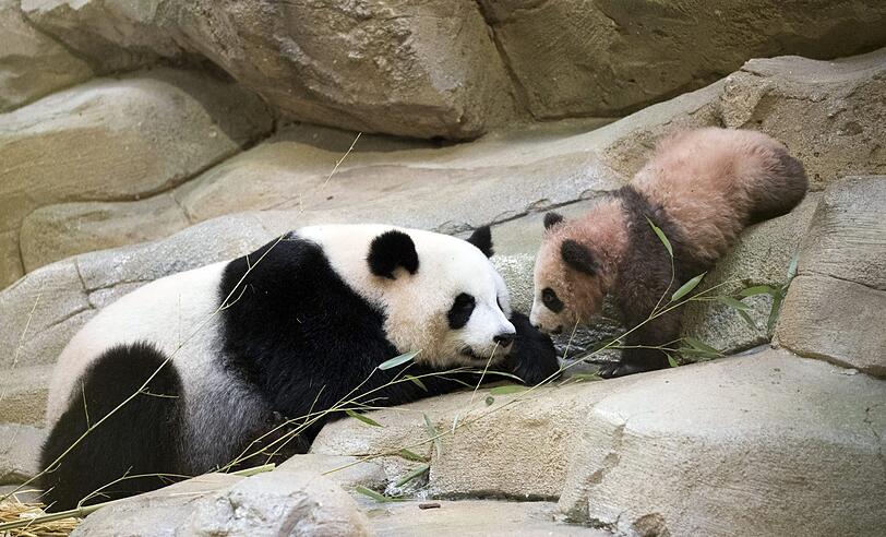 Im Zoo in Saint-Aignan-sur-Cher wurde Baby-Panda Yuan Meng gezeigt.