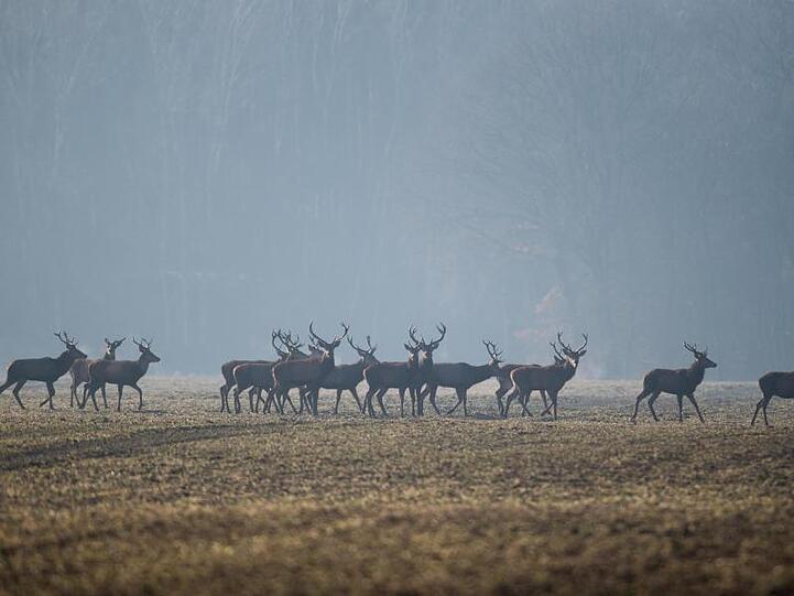 Hirsche auf einem Feld.