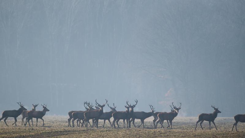 Hirsche auf einem Feld. Hirsche auf einem Feld.