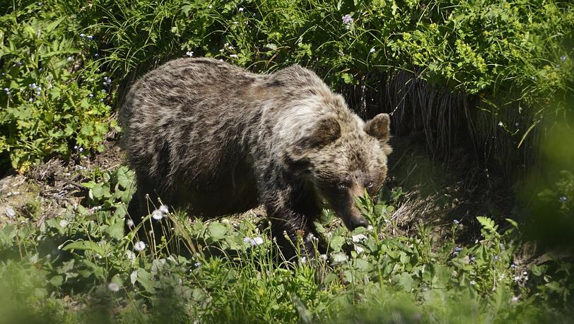 Ein Braunbär in der Slowakei. Experten schätzen, dass dort rund 2.000 der Tiere in Freiheit leben.