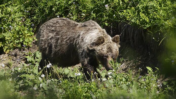 Ein Braunbär in der Slowakei. Experten schätzen, dass dort rund 2.000 der Tiere in Freiheit leben.